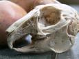 dead easterbunny